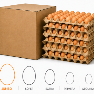 Caja de Huevos Jumbo de Color 100 Unidades